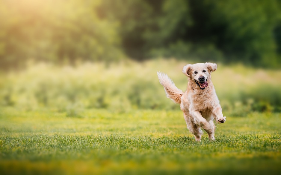 Chien qui court
