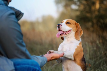 Photo de chien