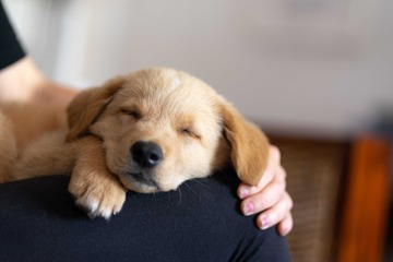 Photo de chien