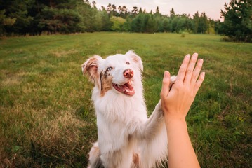 Photo de chien