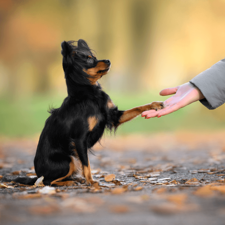 Photo de chien
