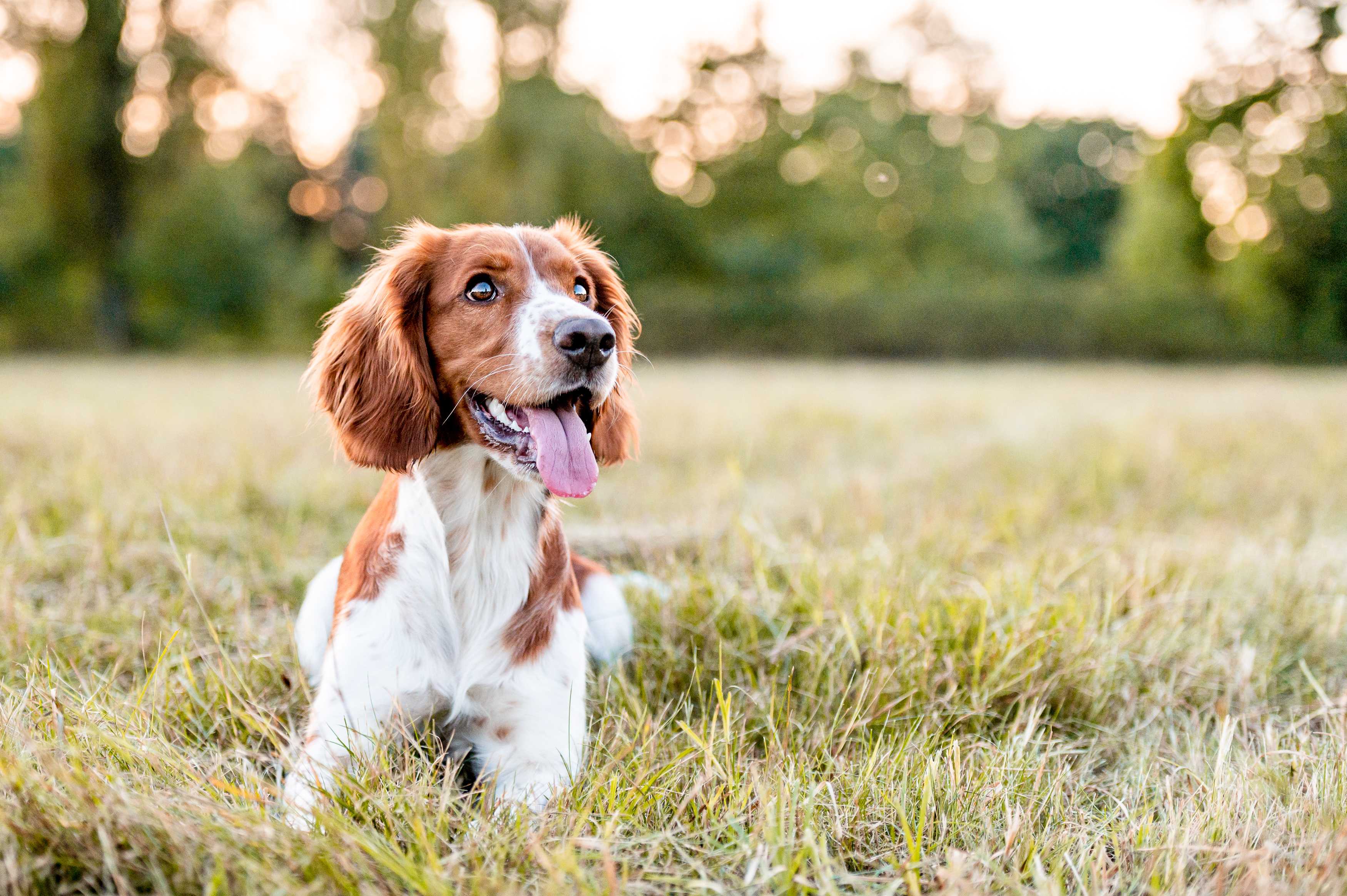 Chien heureux