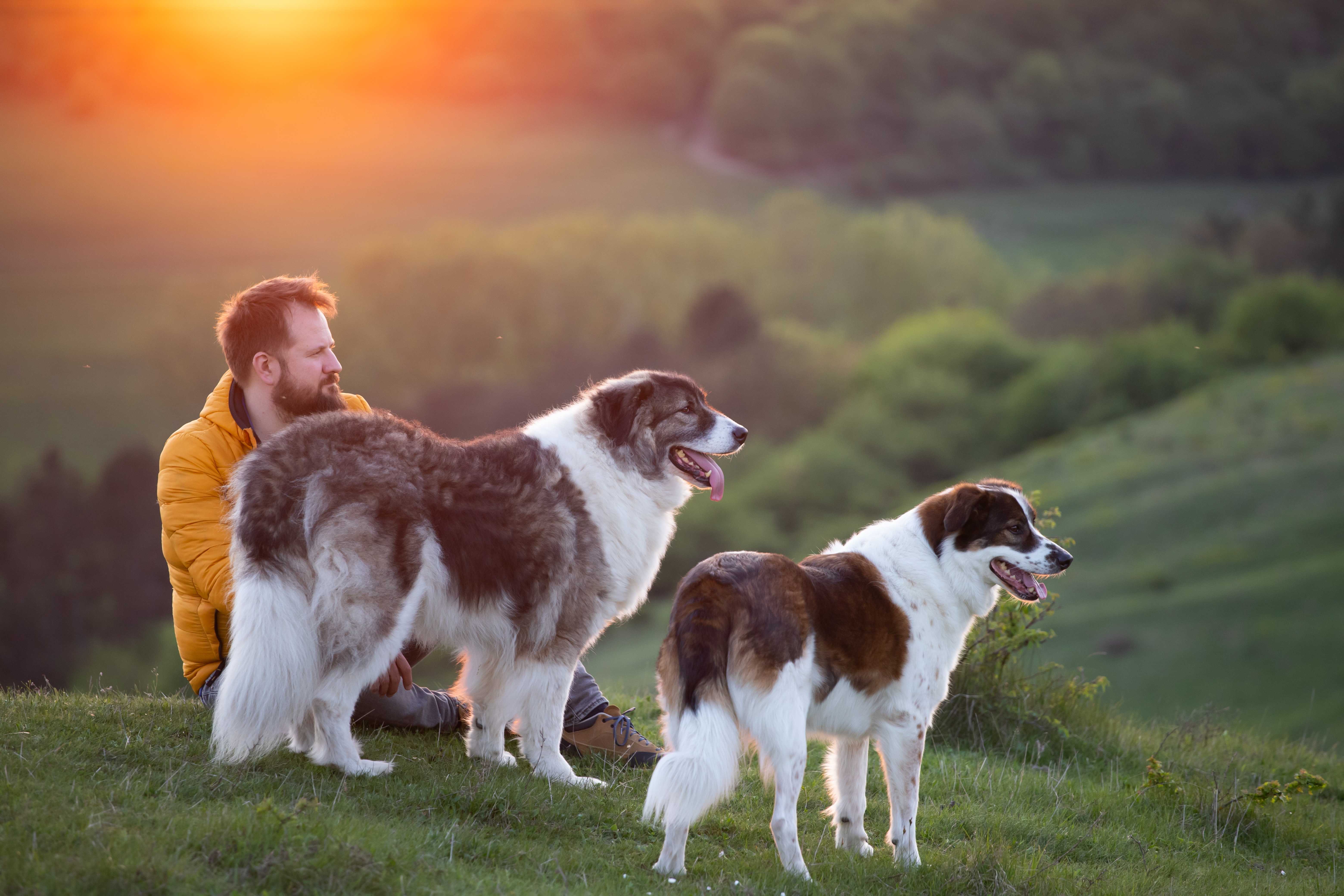 Chiens avec leur maître